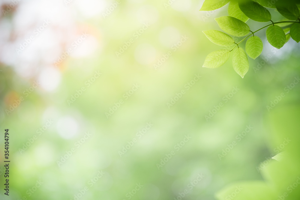 Amazing nature view of green leaf on blurred greenery background in garden and sunlight with copy space using as background natural green plants landscape, ecology, fresh wallpaper concept. Amazing nature view of green leaf on blurred greenery background in garden and sunlight with copy space using as background natural green plants landscape, ecology, fresh wallpaper concept.