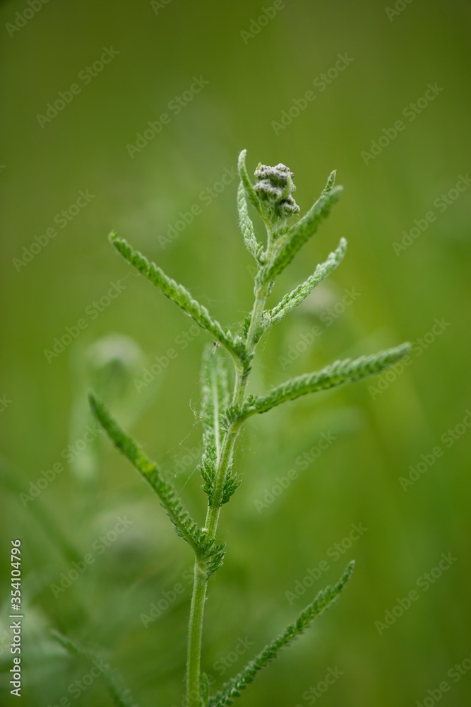 Yarrow - Achillea millefolium is considered a magical plant, especially in China. It has long been used in divination with the I Ching, or Book of Changes. Yarrow - Achillea millefolium is considered a magical plant, especially in China. It has long been used in divination with the I Ching, or Book of Changes.