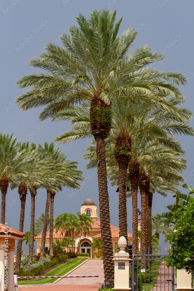 Palm Trees in a Mediterranean Setting