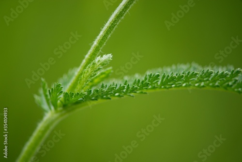 Yarrow - Achillea millefolium is considered a magical plant, especially in China. It has long been used in divination with the I Ching, or Book of Changes. photo