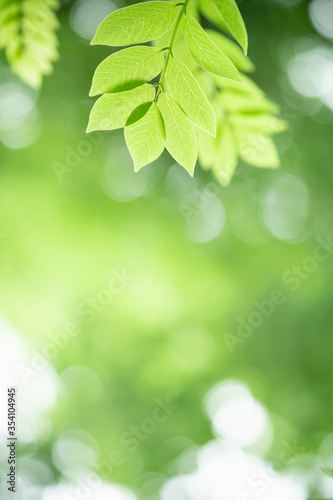 Amazing nature view of green leaf on blurred greenery background in garden and sunlight with copy space using as background natural green plants landscape, ecology, fresh wallpaper concept. © Torkiat8