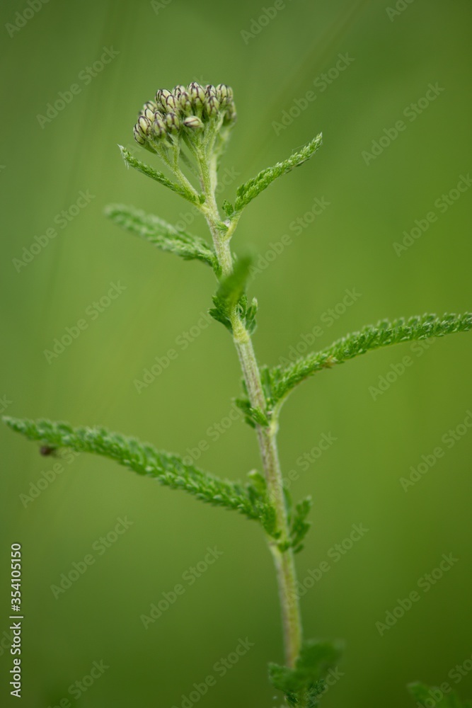 Yarrow - Achillea millefolium is considered a magical plant, especially in China. It has long been used in divination with the I Ching, or Book of Changes. Yarrow - Achillea millefolium is considered a magical plant, especially in China. It has long been used in divination with the I Ching, or Book of Changes.