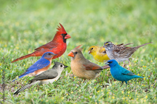 Songbird Congregation on Grassy Lawn photo