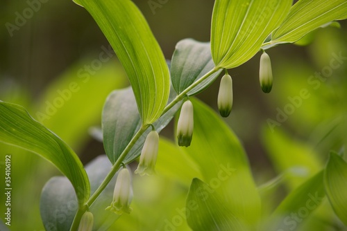 Polygonatum odoratum - Fragrant Heron is a perennial, 15 to 50 cm tall herb.