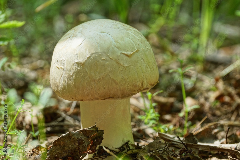 one large toadstool mushroom grows in nature in the forest one large toadstool mushroom grows in nature in the forest