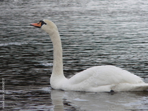 Mute swan  Cygnus olor   is a species of swan and a member of the waterfowl family Anatidae