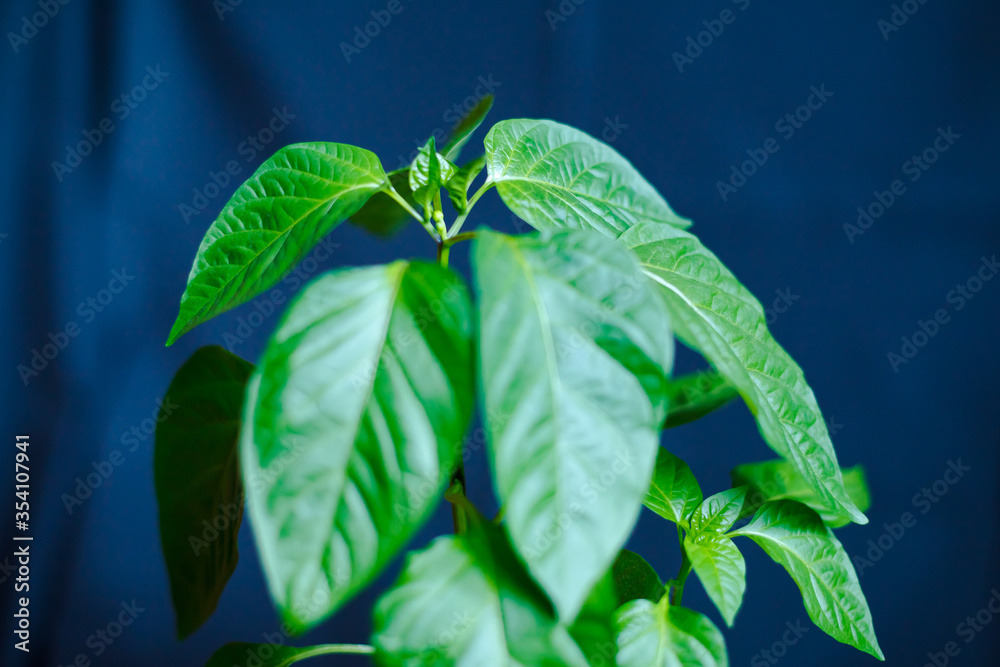 Obraz premium this is a pepper seedling on a blue background