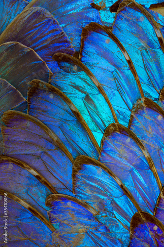 Macro photo of an arrangement of colorful blue butterfly wings.  The butterfly species is menelaus blue morpho.