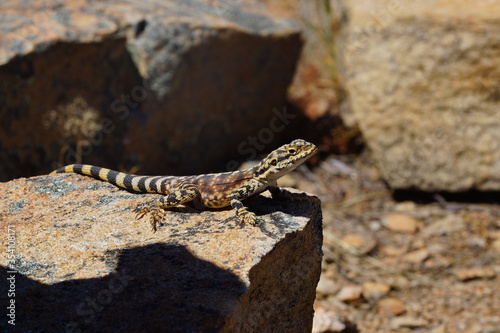 Australian ornate crevice-dragon, Ctenophorus ornatus, lizard on granite rocks, lateral view photo
