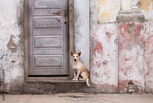 A lone dog sits on the steps of a home with old, textured walls in Trinidad, Cuba © Claudia