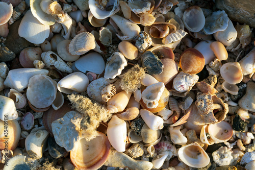Mixed colorful sea shells as background. Top view. Summer beach background