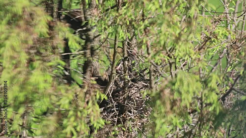 Thrush chicks in the nest. The female feeds the chicks Thrush chicks in the nest. The female feeds the chicks