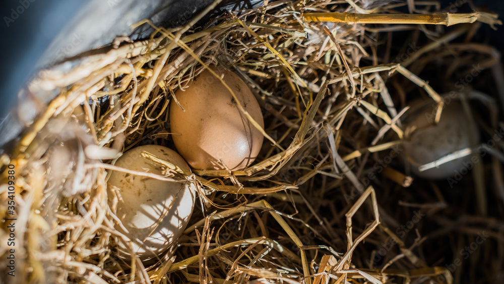 egg in a nest egg in a nest