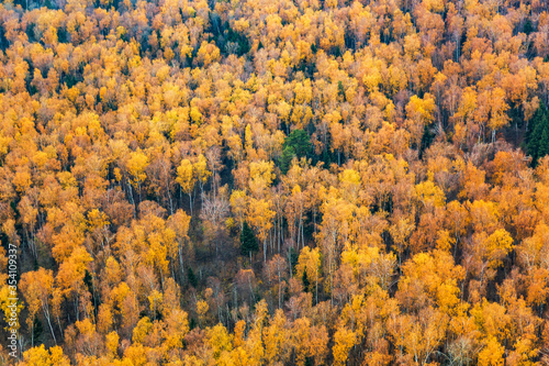 Aerial drone view of colorful autumn forest. Autumn nature landscape