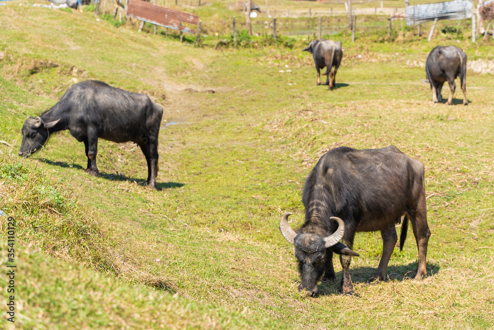 A Group of buffalo grazes in a meadow near Phewa Lake, Pokhara, Nepal. Stock photo