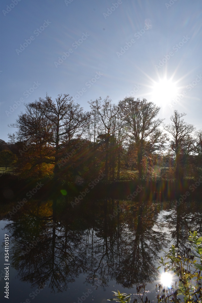 reflection of trees in water