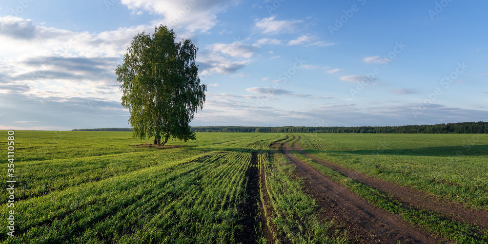 panorama of a rural field with a birch tree, Russia, Ural,