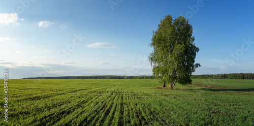 panorama of a rural field with a birch tree  Russia  Ural 