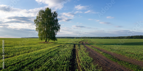 panorama of a rural field with a birch tree  Russia  Ural 