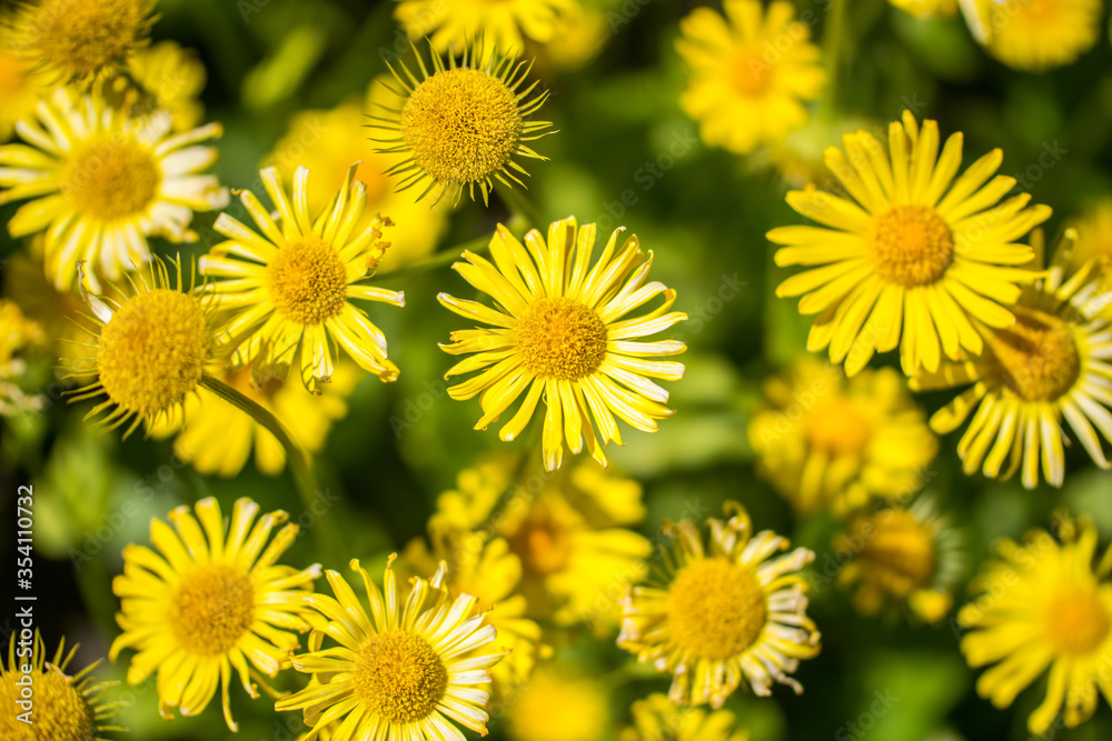 Yellow Doronicum flowers - a perennial herb of the aster family Yellow Doronicum flowers - a perennial herb of the aster family