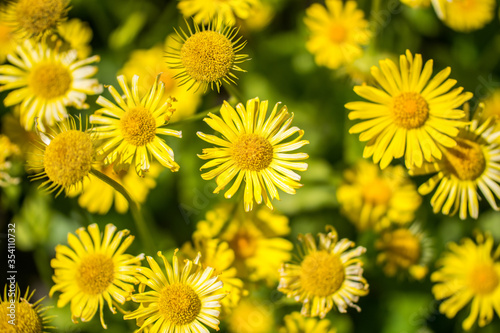 Yellow Doronicum flowers - a perennial herb of the aster family