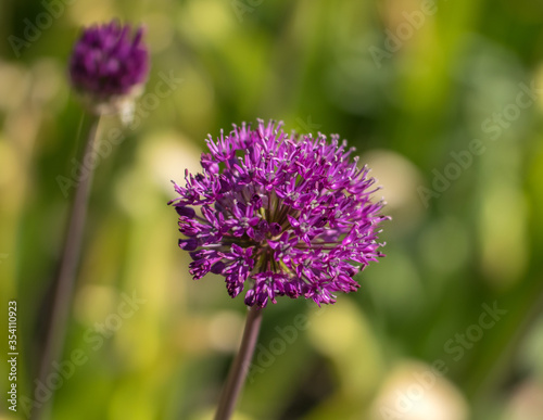 Decorative violet onion head on a blurry green background