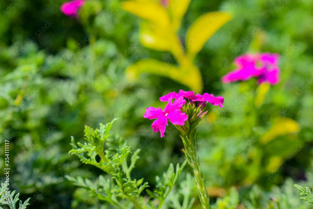 Picture of beautiful pink color garden verbena flowers Picture of beautiful pink color garden verbena flowers