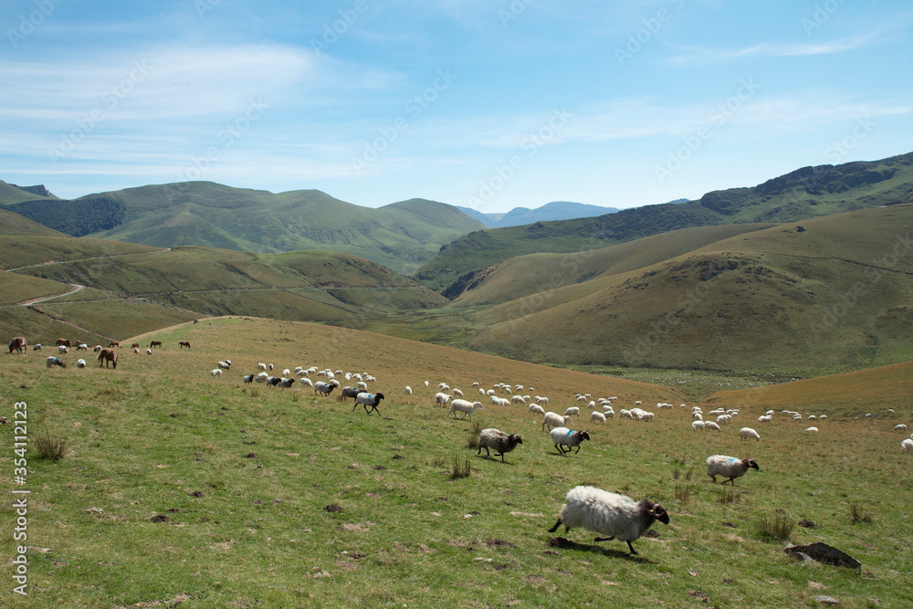 Green mountains and sheep
