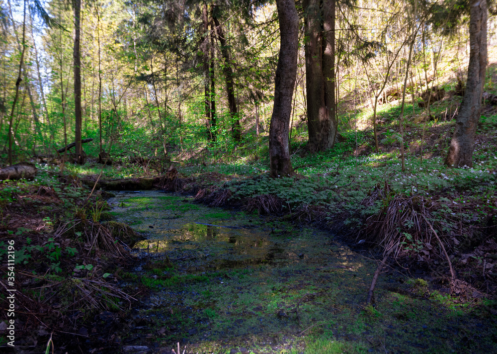 Obraz premium Spring sunny forest