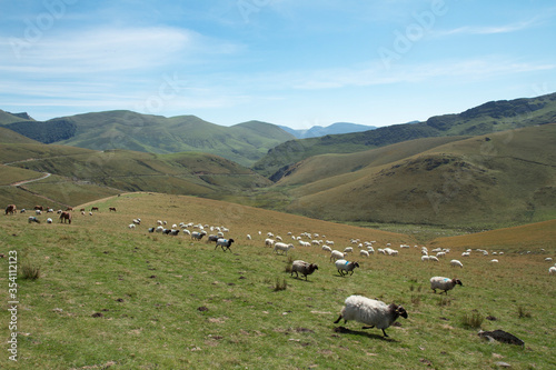 Green mountains and sheep