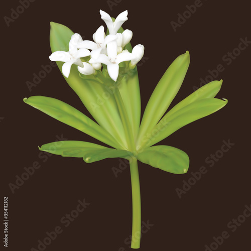 White inflorescence of butterbur (sweetscented bedstraw) with leaves