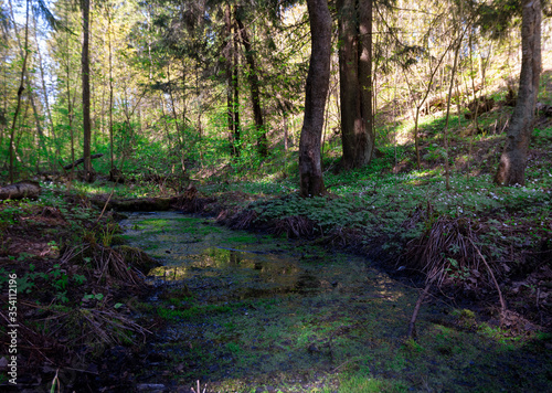 Spring sunny forest