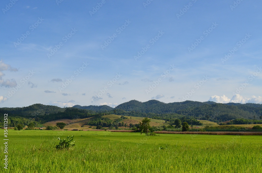 Green rice fields of the rainy season in Thailand