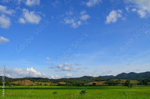 Green rice fields of the rainy season in Thailand