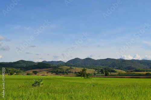 Green rice fields of the rainy season in Thailand