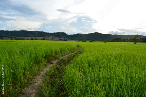 Green rice fields of the rainy season in Thailand