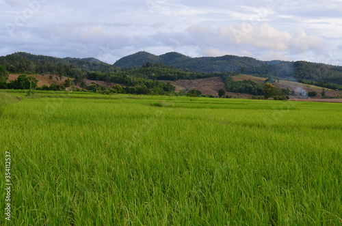 Green rice fields of the rainy season in Thailand