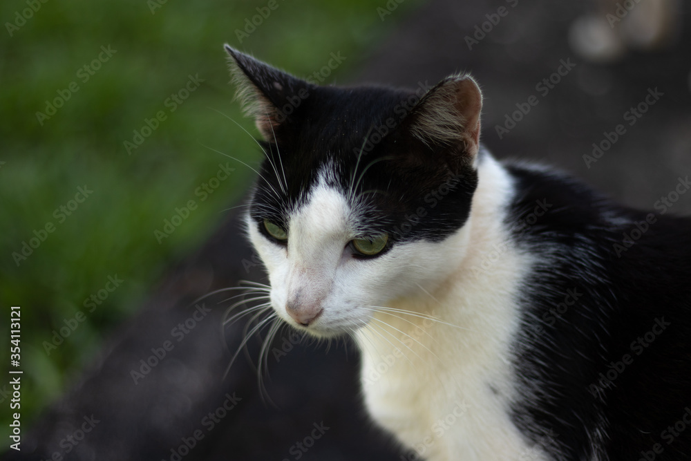 black and white cat portrait black and white cat portrait