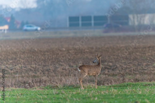 Fototapeta Naklejka Na Ścianę i Meble -  roe deer in the fields