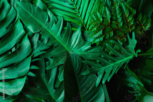 closeup nature view of green monstera leaf and palms background. Flat lay, dark nature concept, tropical leaf
