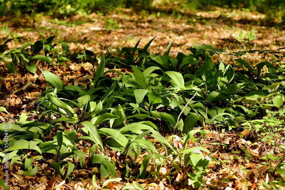 Obraz premium Allium ursinum, known as wild garlic, ramsons, buckrams, broad-leaved garlic, wood garlic, bear leek or bear's garlic.