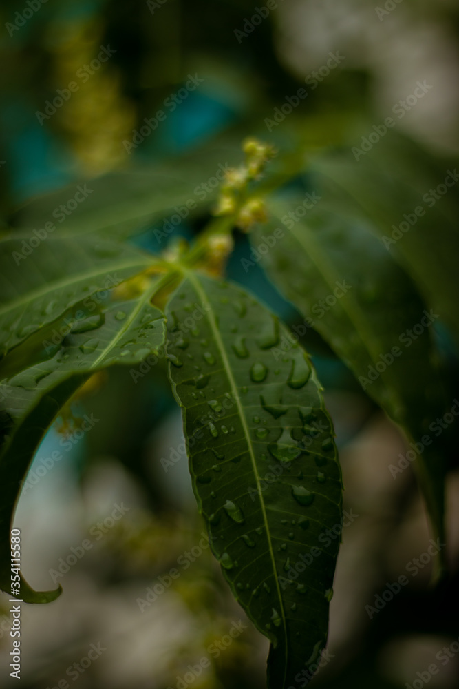 water drops on leaf water drops on leaf