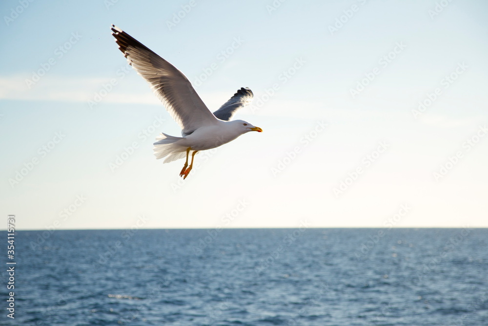 Bird above the sea