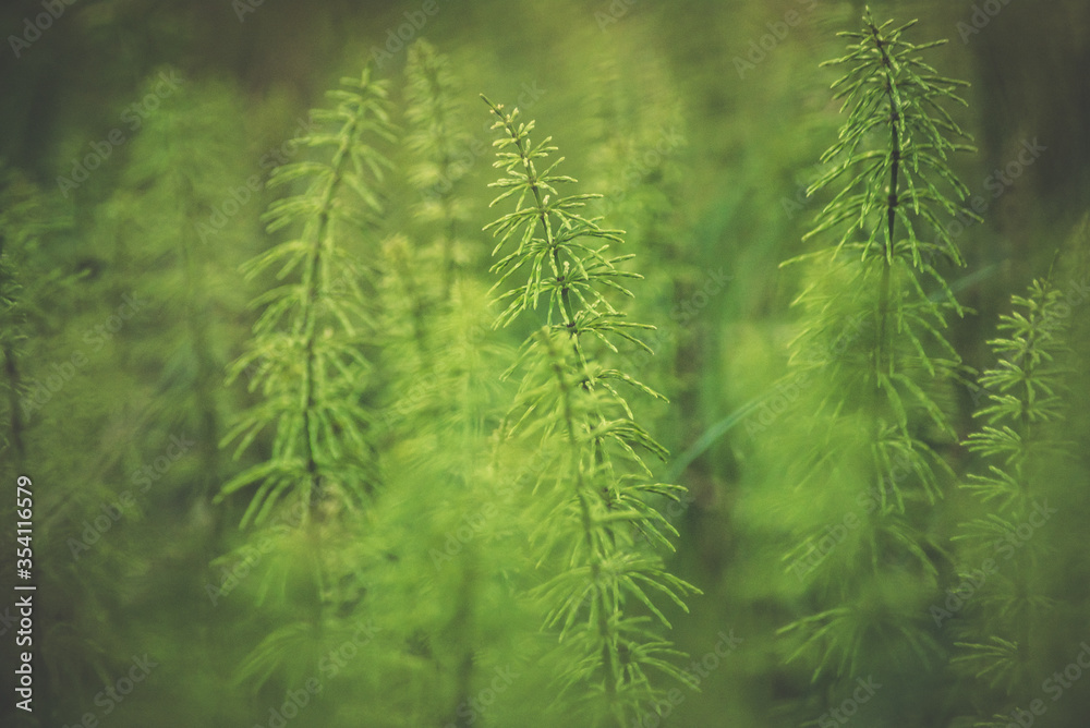 Green Forest 3 Green Forest 3