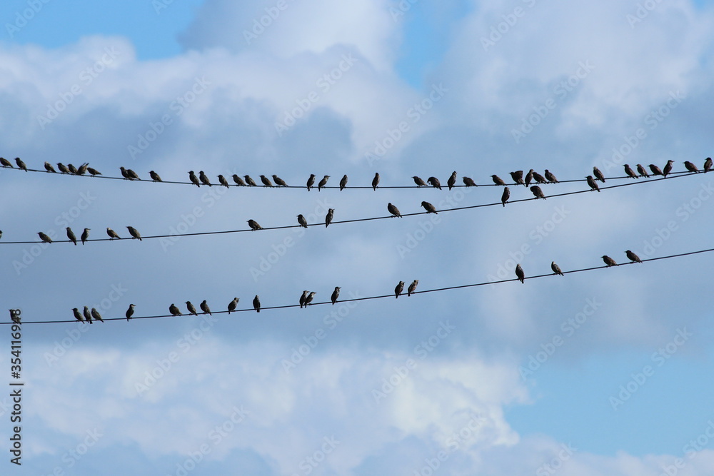 viele Vögel - Stare- Sturnidae- auf einer Stromleitung viele Vögel - Stare- Sturnidae- auf einer Stromleitung