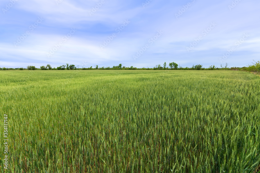 field of young wheat / fields of Ukraine agriculture field of young wheat / fields of Ukraine agriculture