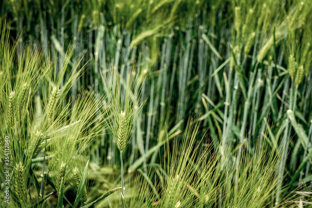 Weizenfeld / Weizen / Sommer / Feld / Ernte / Erntedank Weizenfeld / Weizen / Sommer / Feld / Ernte / Erntedank