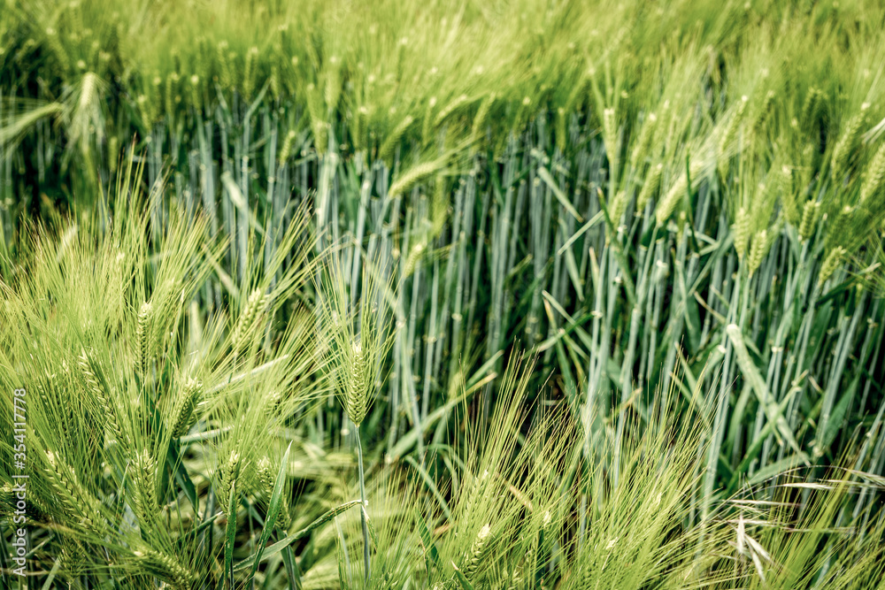 Weizenfeld / Weizen / Sommer / Feld / Ernte / Erntedank Weizenfeld / Weizen / Sommer / Feld / Ernte / Erntedank