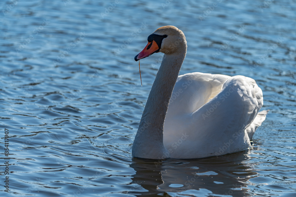 Naklejka premium swan in the lake