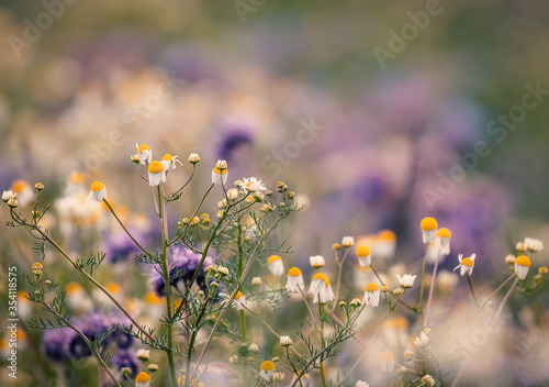 Wildflowers in the field. Wildflowers in the meadow